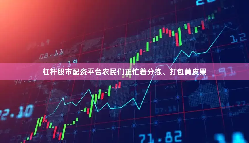 杠杆股市配资平台农民们正忙着分拣、打包黄皮果